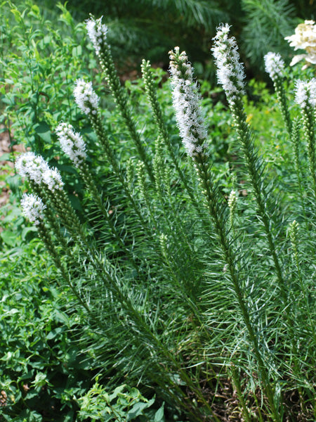 Liatris spicata 'Floristan White' (White Gay Feather)