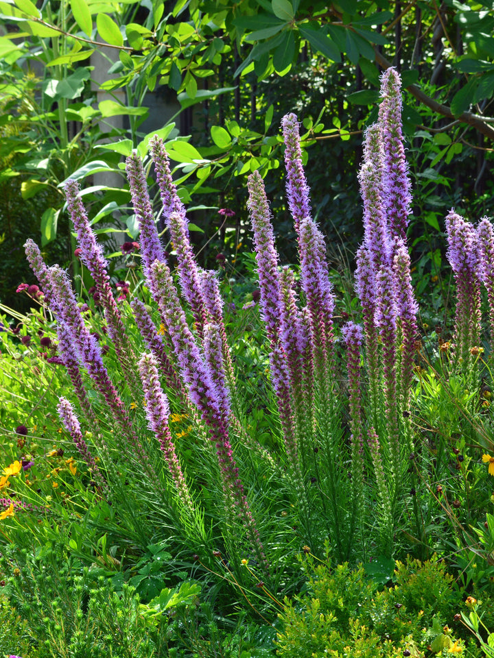 Liatris spicata 'Kobold' (Purple Gay Feather)