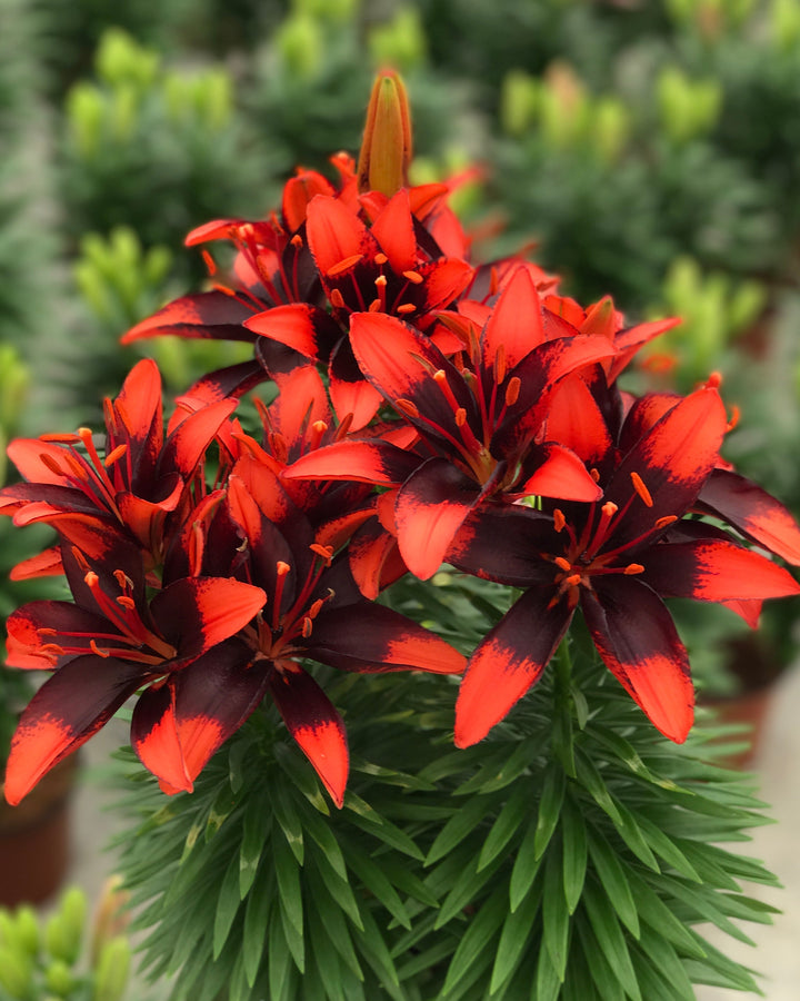 Lilium Lily Looks™ ‘Tiny Ink’ (Dwarf Asiatic Hardy Lily)