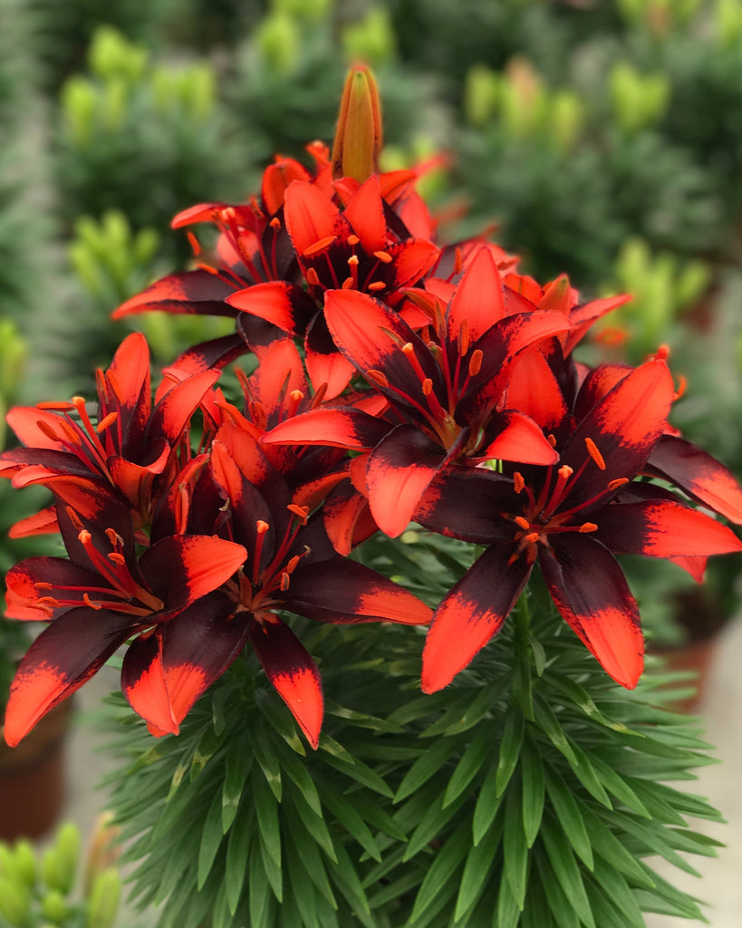 tiny invader asiatic lily Lilium Lily Looks™ 'Tiny Ink' (Dwarf Asiatic Hardy Lily) – Perennial Farm Marketplace