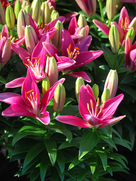 asiatic lily tiny crystal Lilium Lily Looks™ Tiny Pearl' (Dwarf Asiatic Hardy Lily) – Perennial Farm Marketplace
