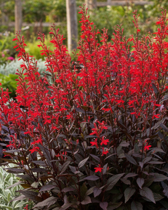 Lobelia cardinalis 'Black Truffle' (Cardinal Flower)