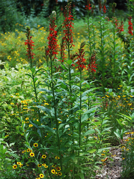 Lobelia cardinalis (Red Cardinal Flower)