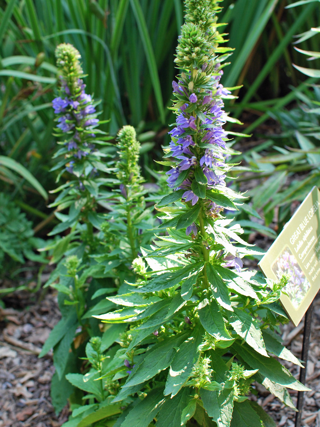 blue cardinal flower seeds Lobelia siphilitica (Blue Cardinal Flower) – Perennial Farm Marketplace