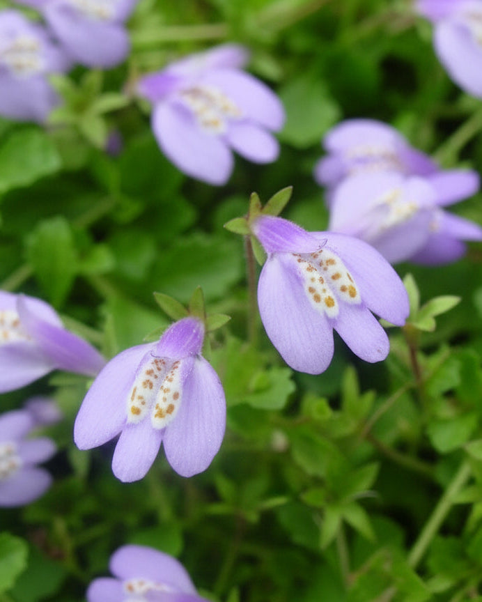 Mazus reptans (Creeping Blue Mazus)