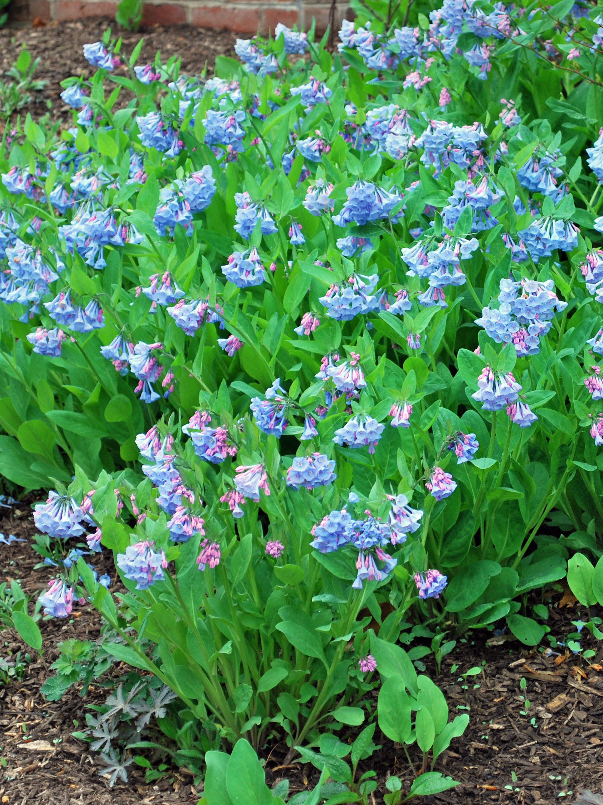 Mertensia virginica (Virginia Blue Bells) – Perennial Farm Marketplace