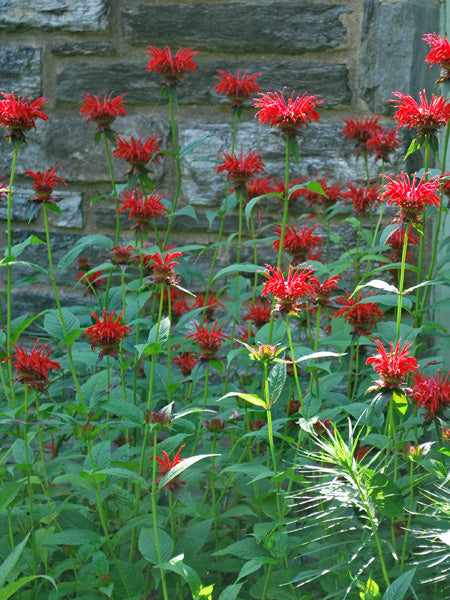 Monarda didyma 'Jacob Cline' (Bee Balm)