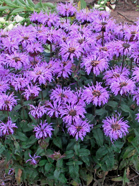Perennial Farm Marketplace Monarda Bee Balm - Thumbnail 5