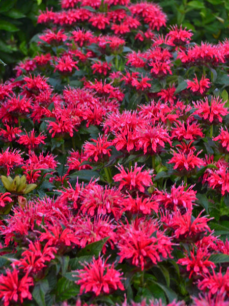 Monarda x 'Cherry Pops' (Sugar Buzz® Bee Balm)