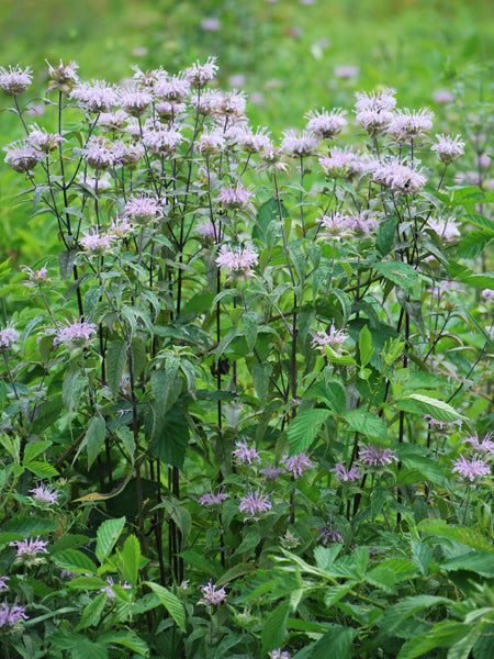 Monarda fistulosa (Wild bergamot)