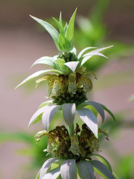 Monarda punctata (Spotted Bee Balm)
