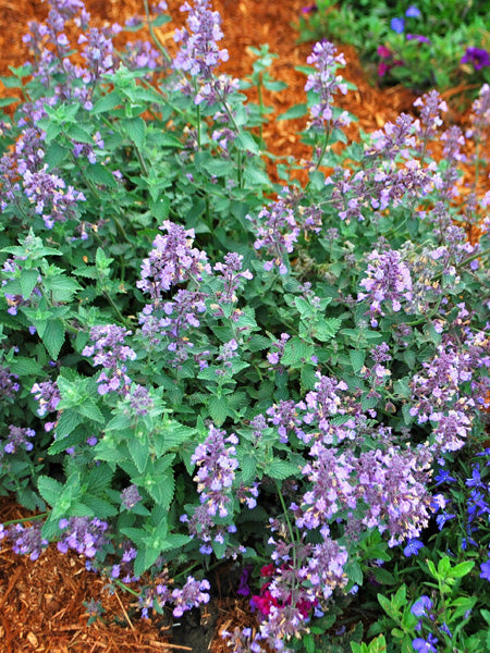 Nepeta x faassenii 'Cat's Meow' (Catmint)
