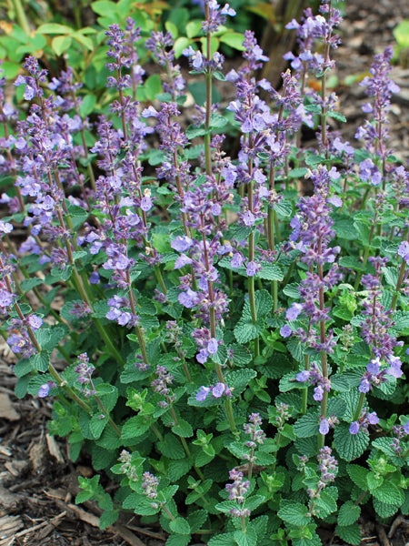 Nepeta x 'Cat's Pajamas' (Catmint)