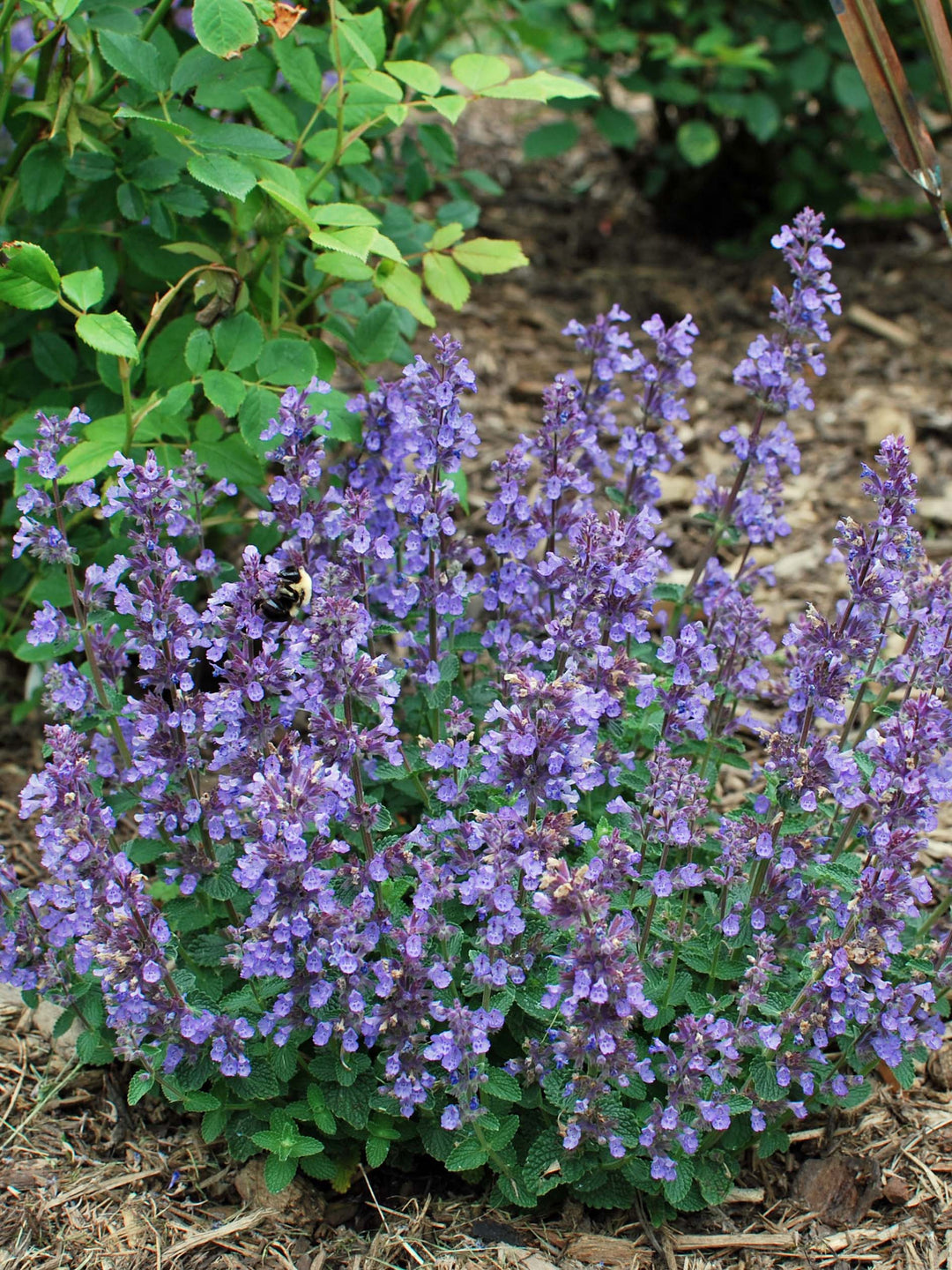 Nepeta x 'Cat's Pajamas' (Catmint)