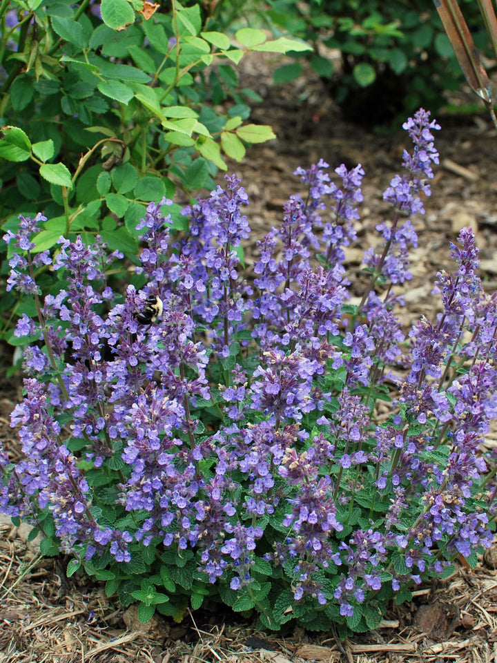 Nepeta x 'Cat's Pajamas' (Catmint)
