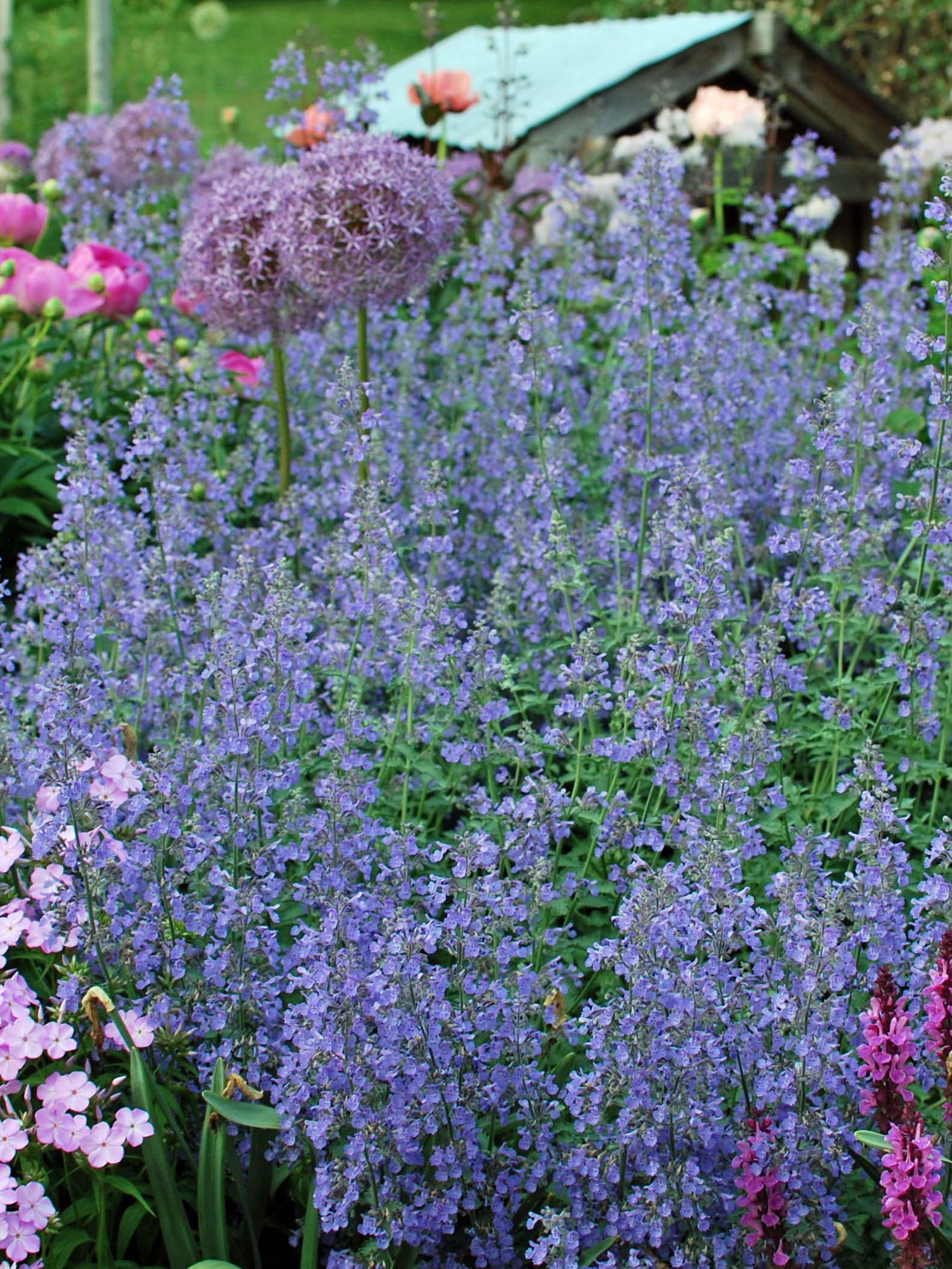 Perennial Farm Marketplace Nepeta x faassenii Walker's Low