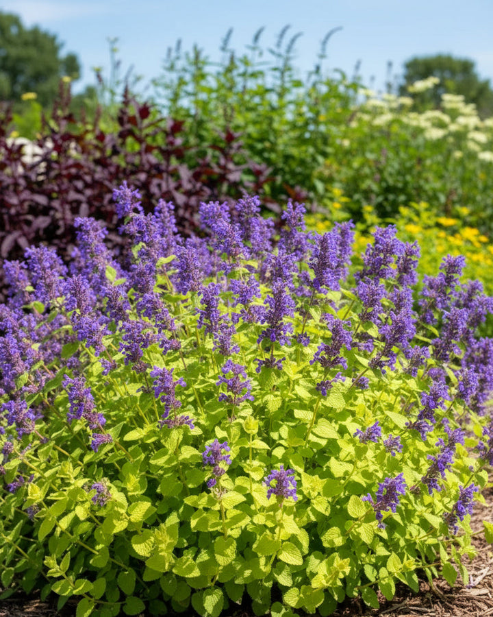 Nepeta x 'Chartreuse on the Loose' (Catmint)