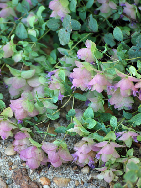 Origanum rotundifolium 'Kent Beauty' (Ornamental Oregano)