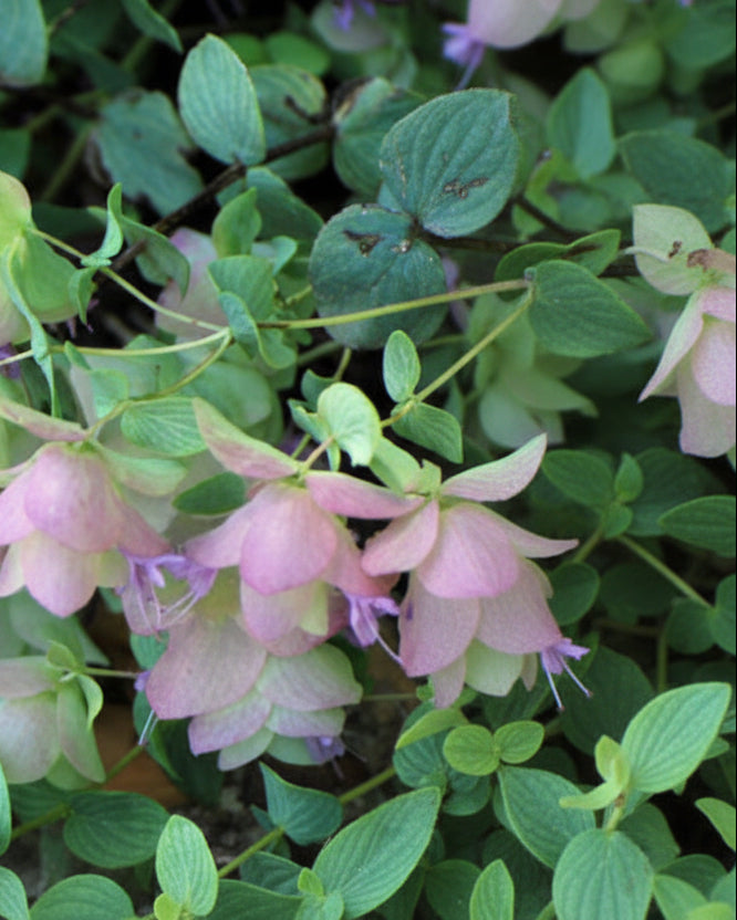 Origanum rotundifolium 'Kent Beauty' (Ornamental Oregano)