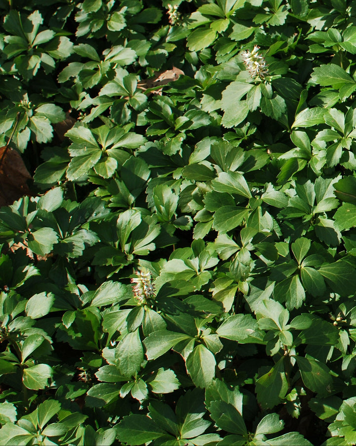 Pachysandra terminalis (Japanese Spurge)