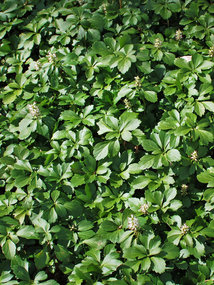Pachysandra terminalis (Japanese Spurge)