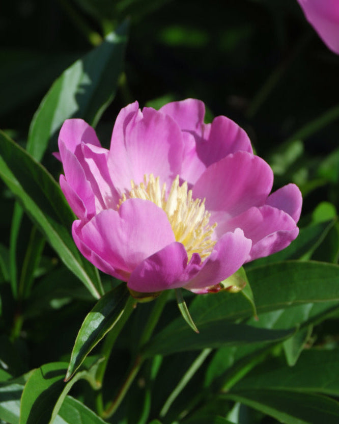 Paeonia l. 'Bowl of Beauty' (Garden Peony)