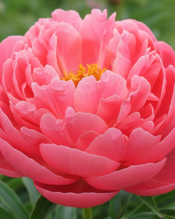 Paeonia l. 'Coral Charm' (Garden Peony)