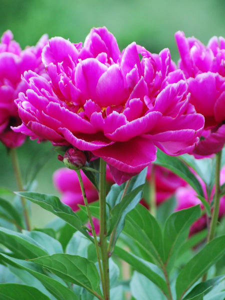 Paeonia l. 'Dr. Alexander Fleming' (Garden Peony)
