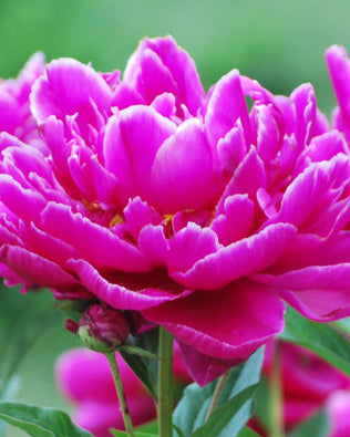 Paeonia l. 'Dr. Alexander Fleming' (Garden Peony)