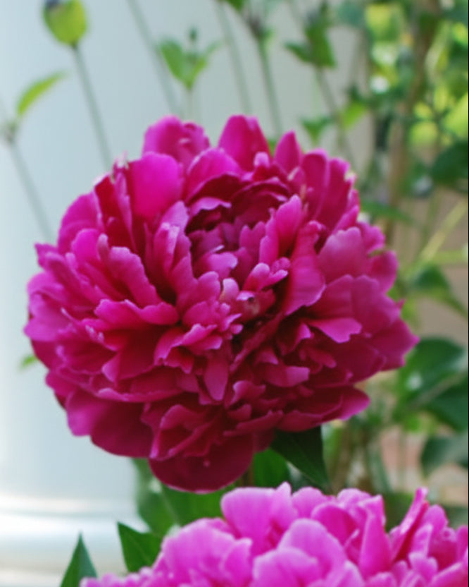 Paeonia l. 'Felix Supreme' (Garden Peony)