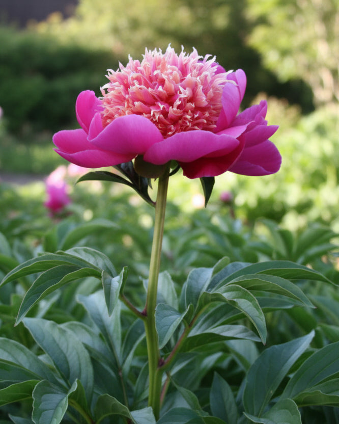 Paeonia l. 'Leslie Peck' (Garden Peony)