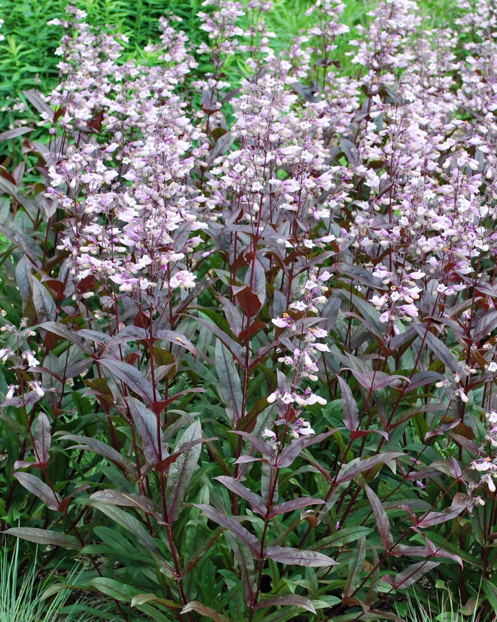 Penstemon x digitalis 'Dark Towers' (Beardtongue)