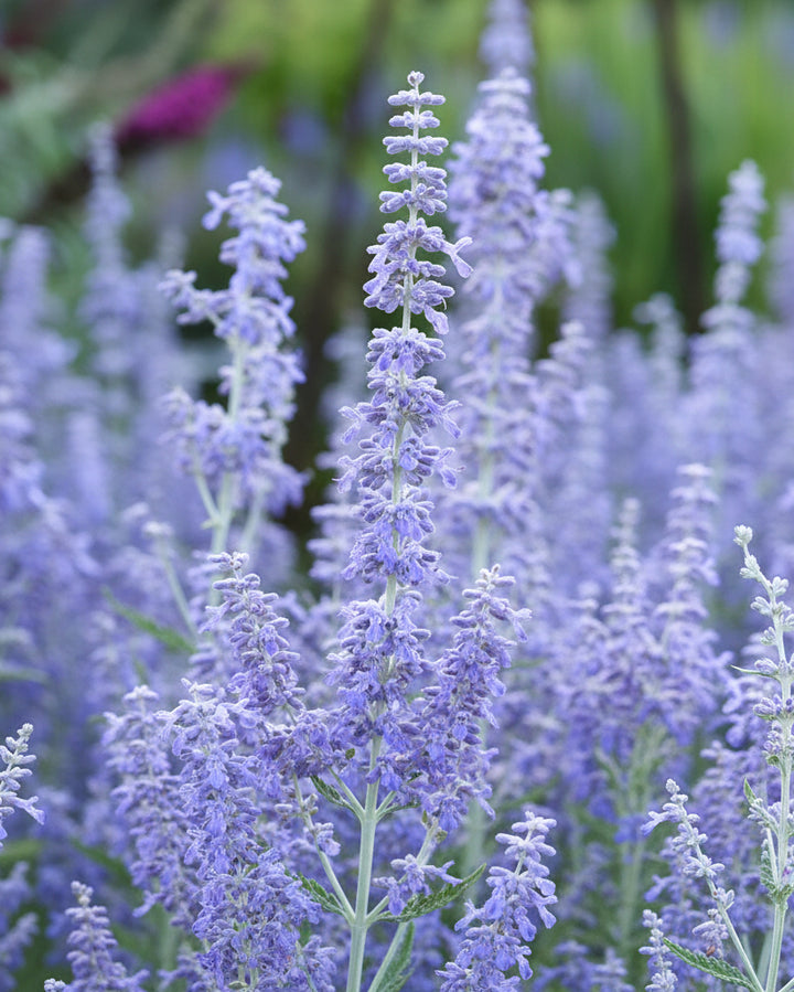 Perovskia atriplicifolia 'Blue Jean Baby' (Russian Sage)