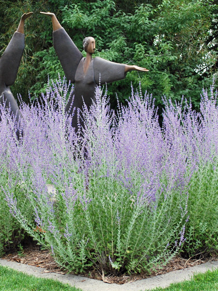 Perovskia atriplicifolia (Russian Sage)