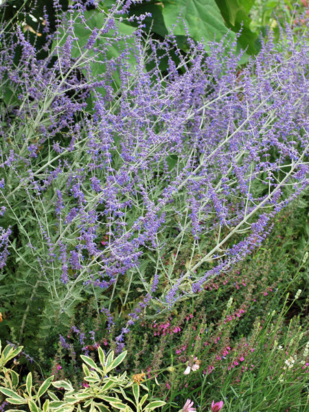Perovskia atriplicifolia (Russian Sage)