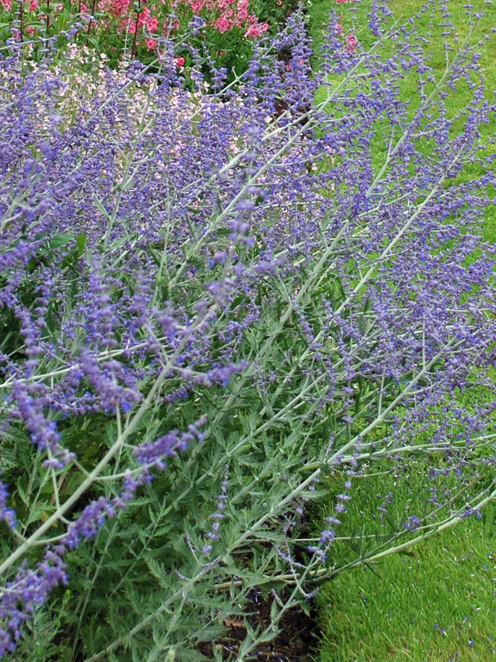 Perovskia atriplicifolia (Russian Sage)