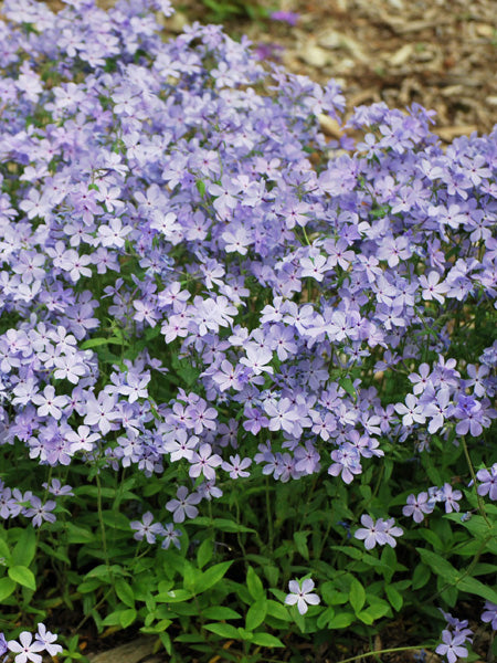 Phlox divaricata 'Blue Moon' (Woodland Phlox)