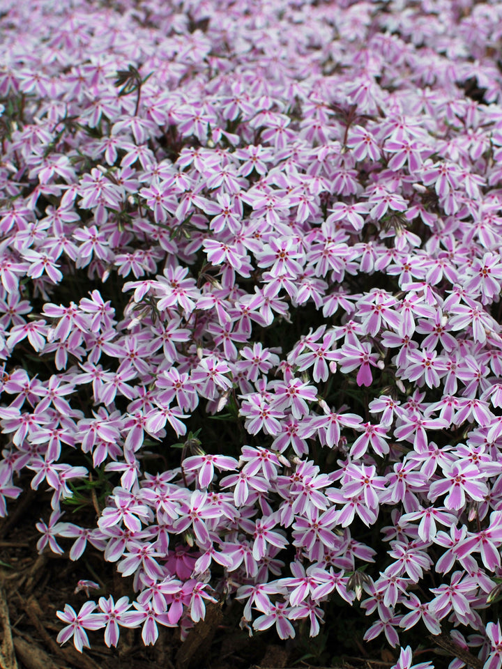 Phlox subulata 'Candy Stripes' (Moss Pinks)