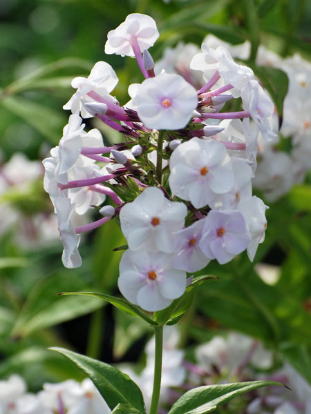 Phlox x Earlibeauty 'Daughter of Pearl' (Phlox)