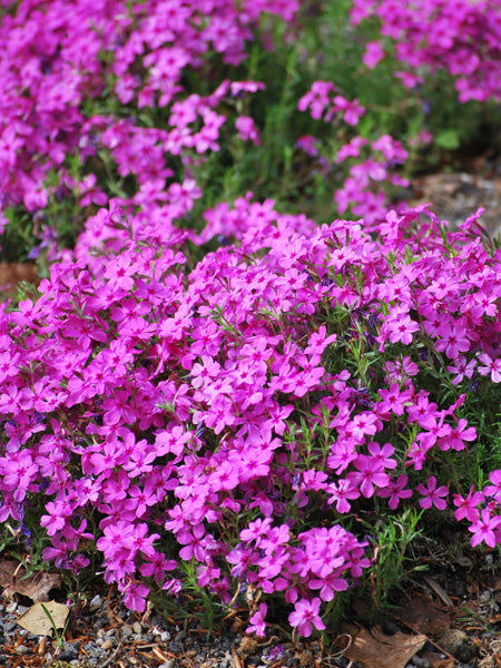 Phlox subulata 'Drummond's Pink' (Moss Pinks)