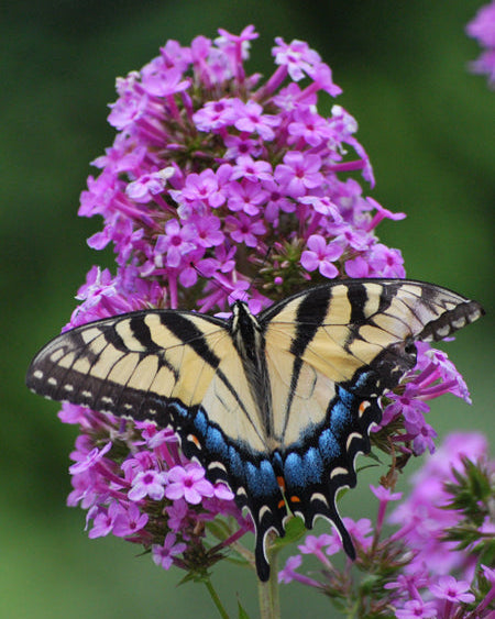 Phlox paniculata 'Jeana' (Summer Phlox)