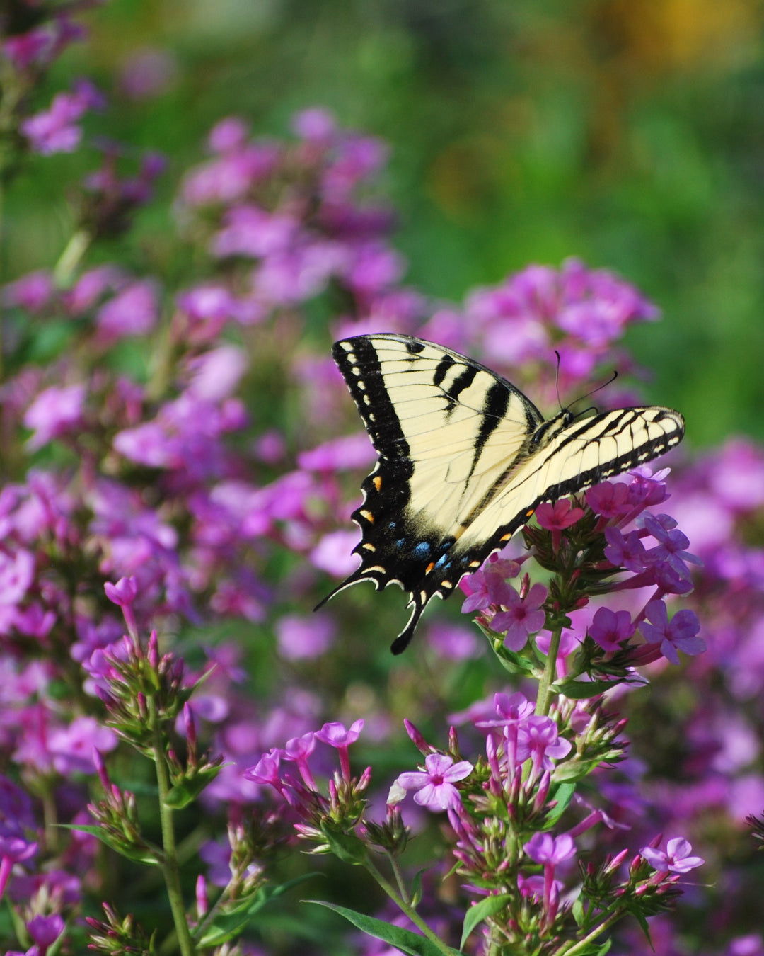 Phlox paniculata 'Jeana' (Summer Phlox)