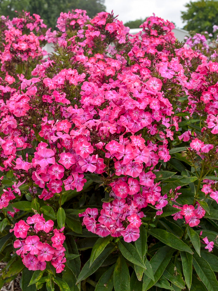 Phlox Paniculata Luminary® ‘Pink Lightning’ (Summer Phlox)