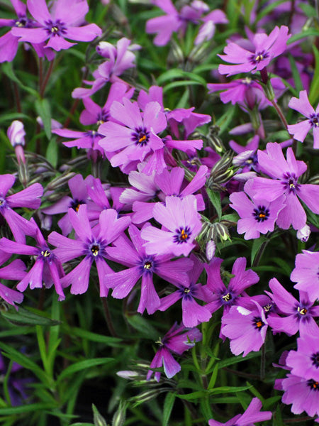 Phlox subulata 'Purple Beauty' (Moss Pinks)