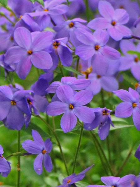 pPhloxSherwoodPurpleMH_LW5-9-
