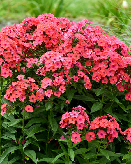 Phlox paniculata LUMINARY™ ‘Sunset Coral’ (Summer Phlox)