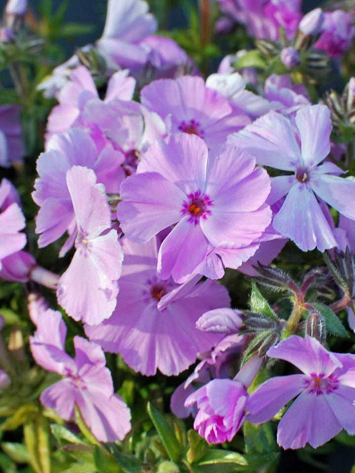 Phlox subulata Phlox Trot™ Pink (Moss Phlox)