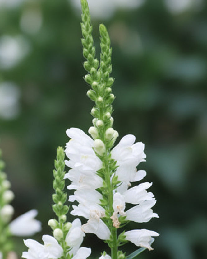 Physostegia virginiana 'Miss Manners' (Obedient Plant)