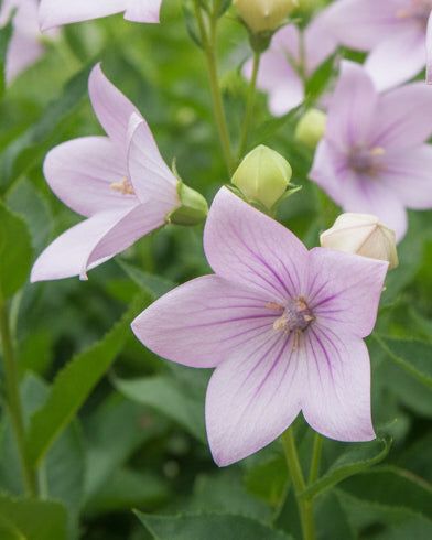 Platycodon grandiflorus 'Astra Pink' (Balloon Flower)
