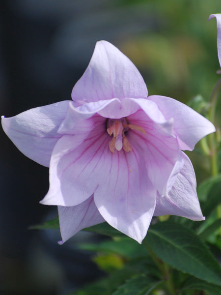 Platycodon grandiflorus 'Astra Pink' (Balloon Flower)